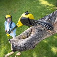 How Our Tree Care Process Works  in  Oak Hill, OH