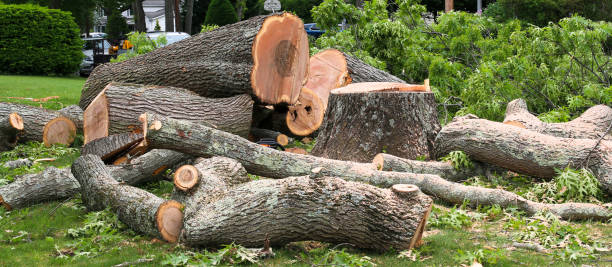 Best Tree Disease Treatment  in Oak Hill, OH