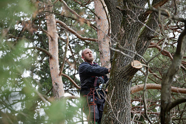 Trusted Oak Hill, OH Tree Care Experts