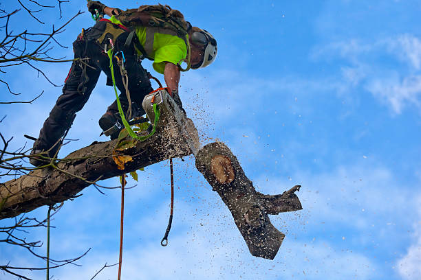 Best Tree Maintenance Programs  in Oak Hill, OH